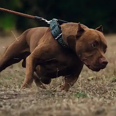 Dog Bite Image